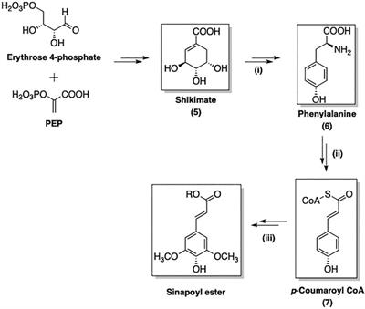 Sinapic Acid and Sinapate Esters in Brassica: Innate Accumulation, Biosynthesis, Accessibility via Chemical Synthesis or Recovery From Biomass, and Biological Activities